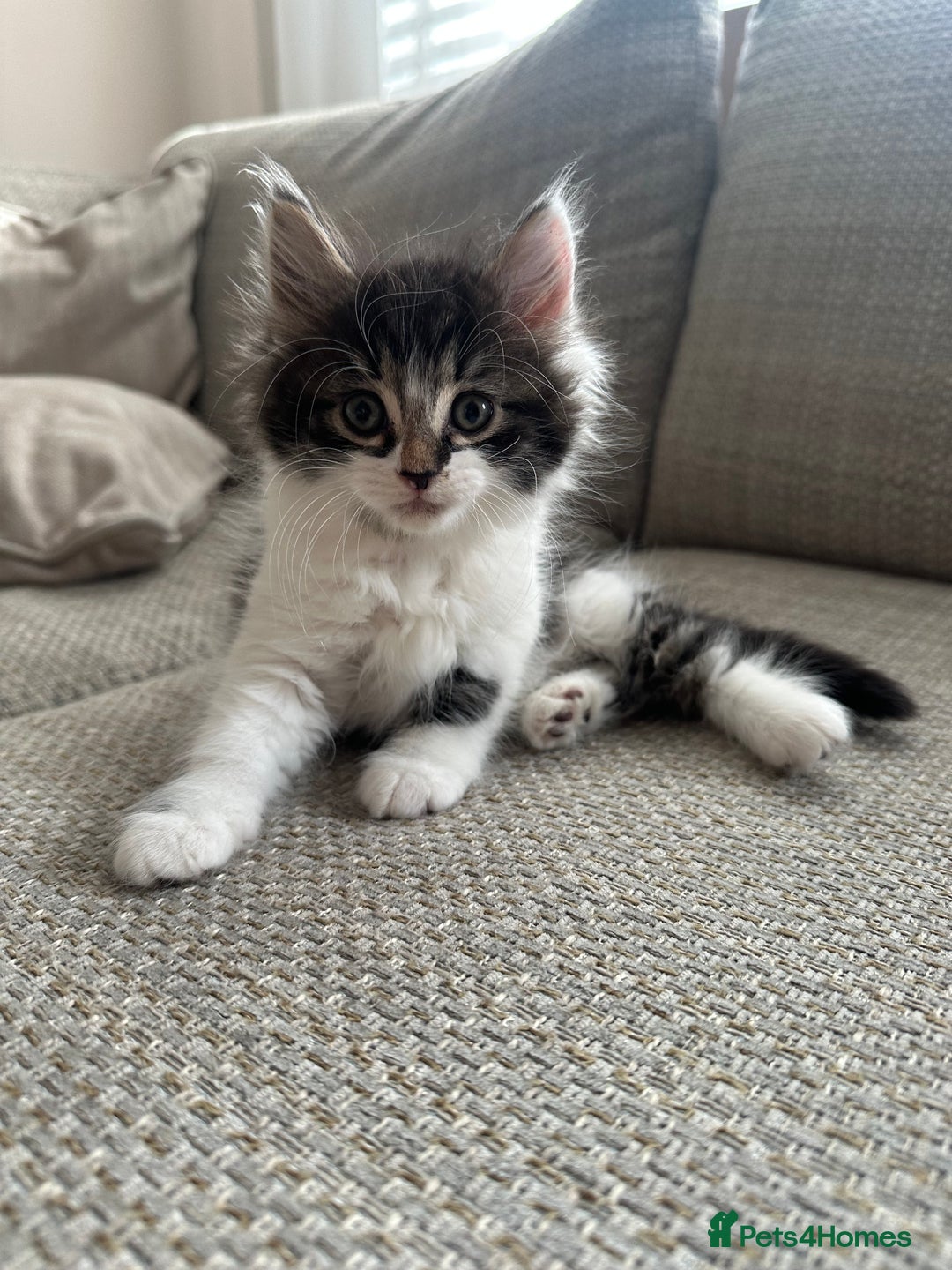 Mixed Breed cats for sale: Mixed Breed Kittens  - Image 4