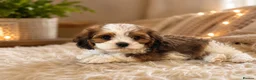 Cavapoochon dogs for sale: Ready to leave now extensively health tested 💙 - Advert 7