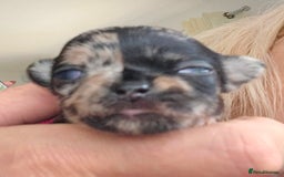 Chihuahua dogs for sale: Beautiful  Blue and Merle Chihuahua  - Image 6