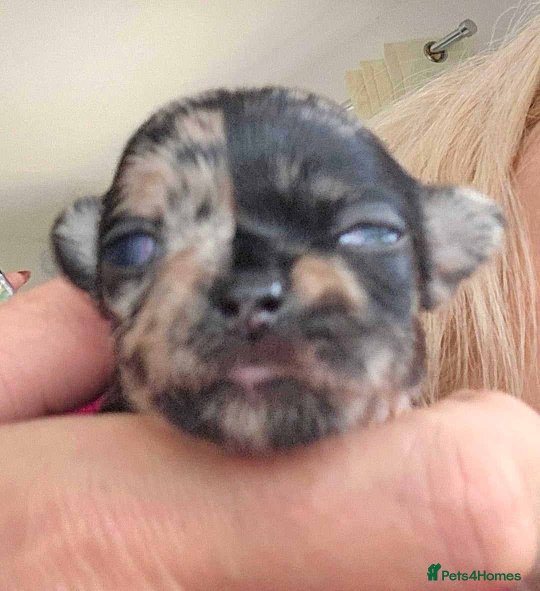 Chihuahua dogs for sale: Beautiful  Blue and Merle Chihuahua  - Image 6