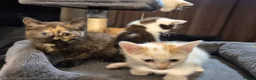 Mixed Breed cats for sale: 5 Gorgeous kittens for sale in Bedford - Advert 10