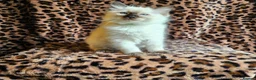 Ragdoll cats for sale: Ragdoll Kittens  - Advert 7