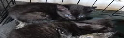 Mixed Breed cats for sale: 2 female cats  - Advert 3