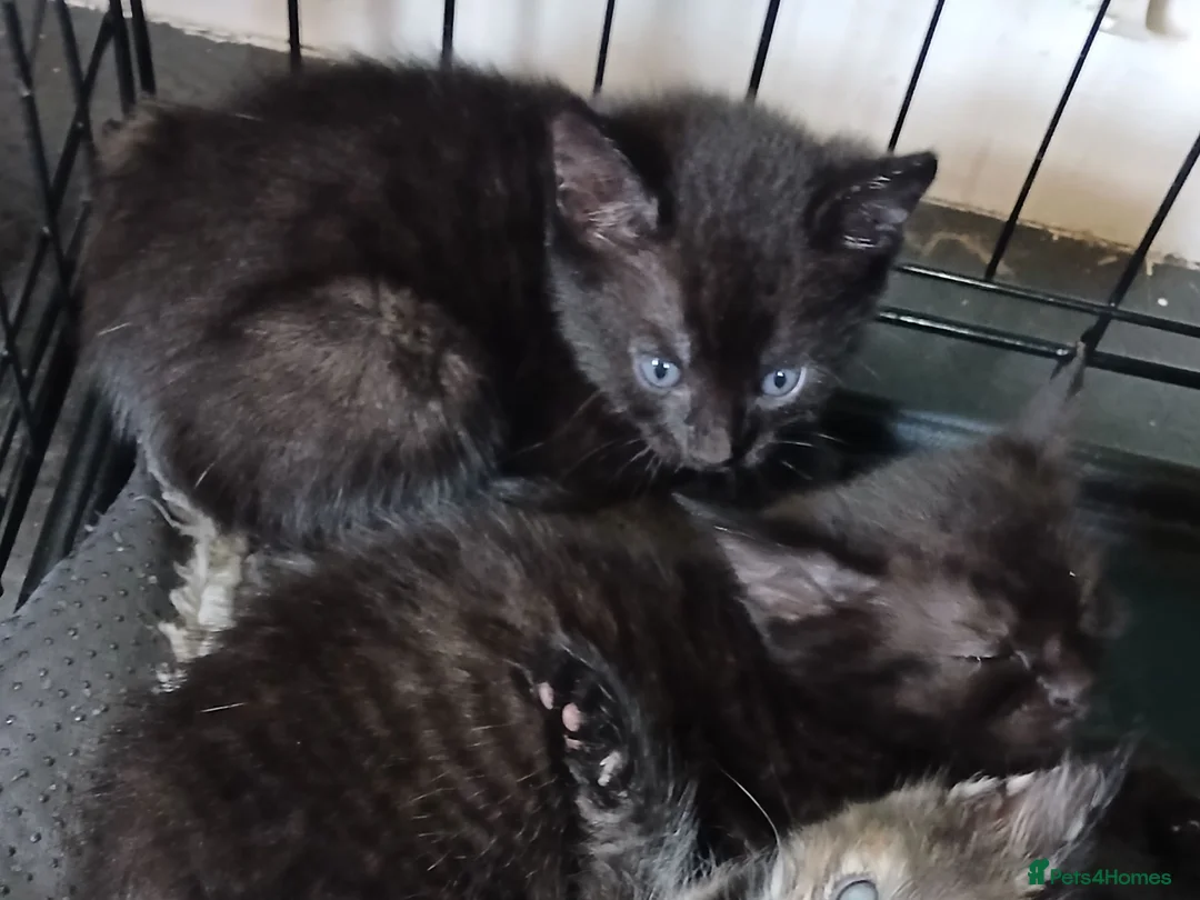 Mixed Breed cats for sale: 2 female cats  - Advert 3