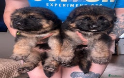 German Shepherd dogs for sale: 🏆quality KC registered long haired GSD pups🏆 - Image 1