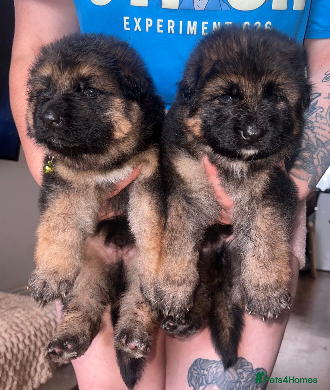 German Shepherd dogs for sale: 🏆quality KC registered long haired GSD pups🏆 - Image 1