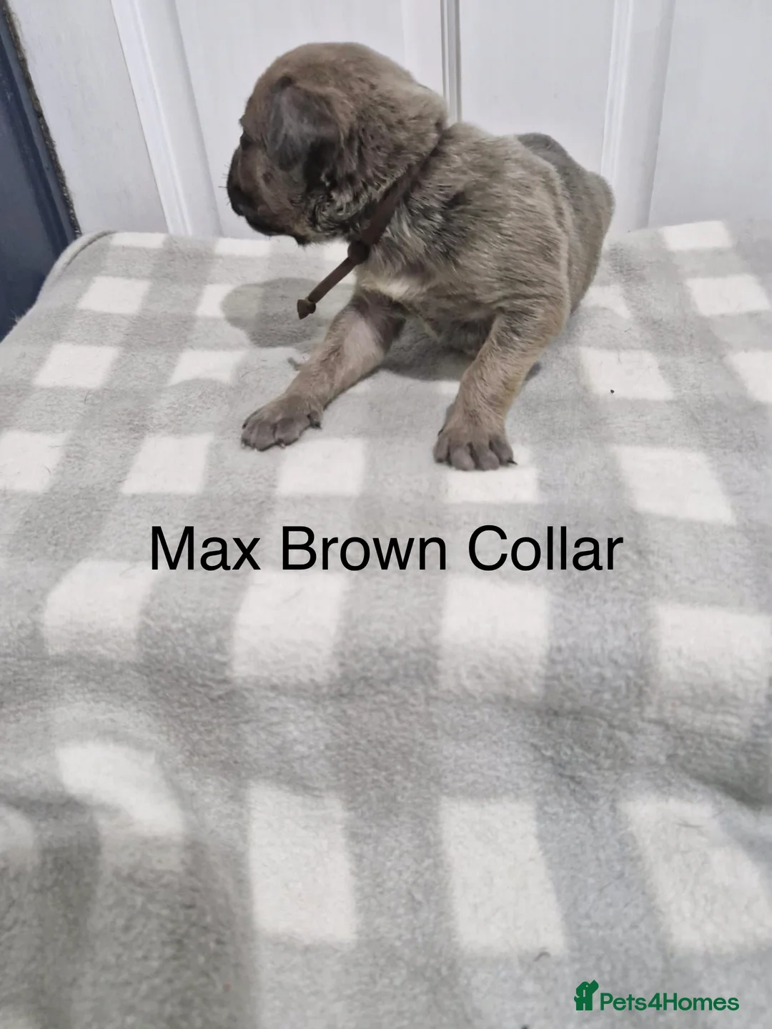 Cane Corso dogs for sale: 10 Adorable Cane Corso Puppies  in Wigan - Advert 11