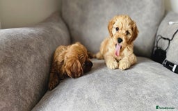 Cavapoo dogs for sale: Delightful Cavapoo puppies - Image 7