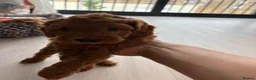 Australian Labradoodle dogs for sale: *LAST PUPPY* - Australian Labradoodles Puppies 🐾 - Advert 4