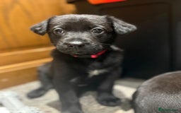 Mixed Breed dogs for sale: Gsd x Mali x Staffy - Image 4