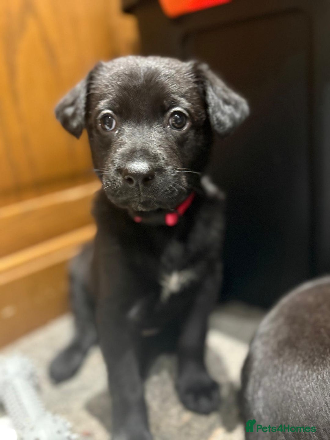 Mixed Breed dogs for sale: Gsd x Mali x Staffy - Image 4