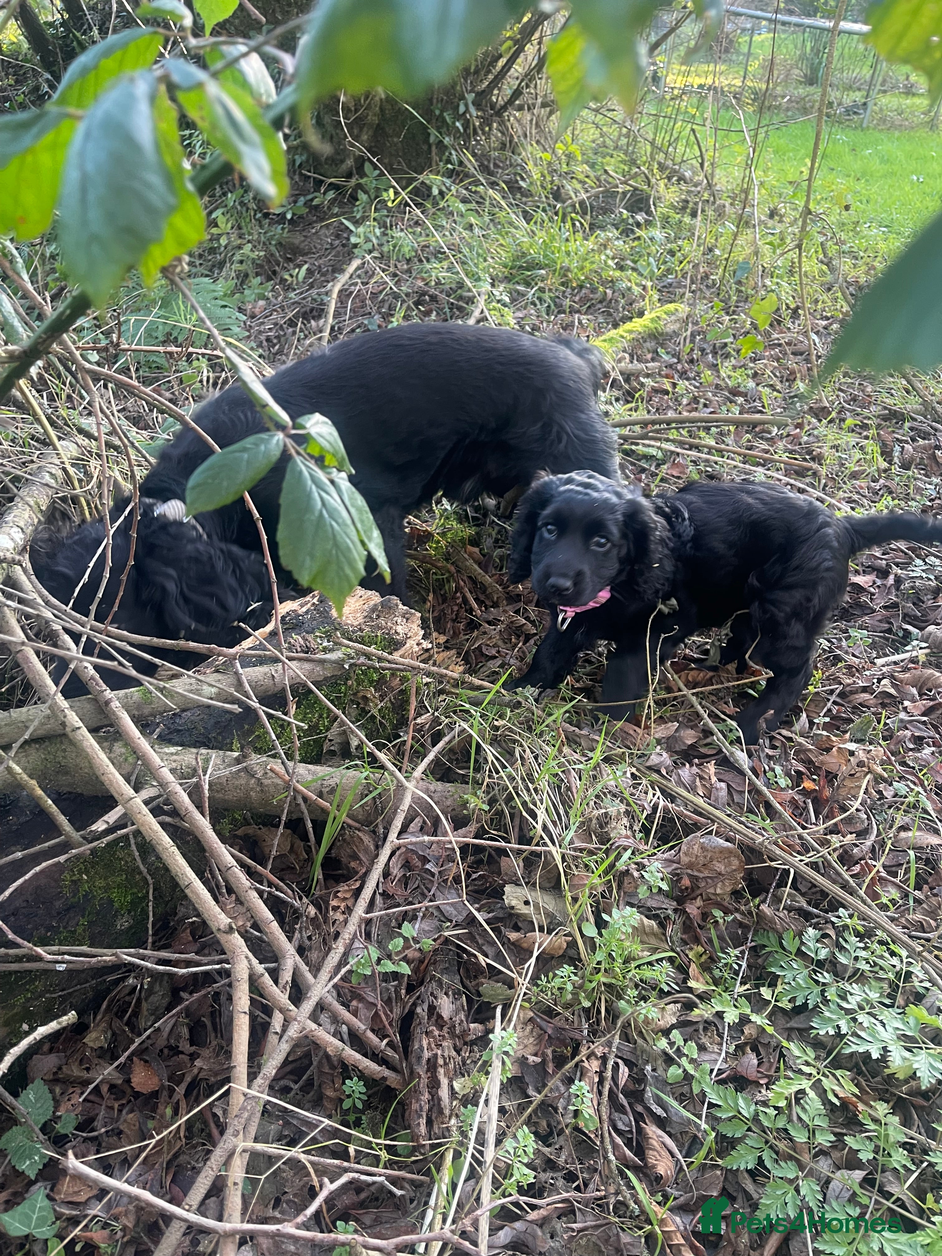 Cocker Spaniel dogs Beautiful Black Cocker Spaniel Girl - Advert 6