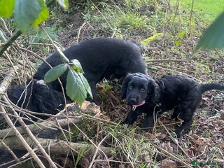 Cocker Spaniel dogs Beautiful Black Cocker Spaniel Girl - Advert 6
