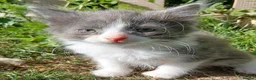 British Longhair cats for sale: READY NOW!!!! Stunning kittens - Advert 10
