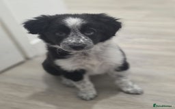 Border Collie dogs for sale: One stunning girl left quick ❤️❤️ - Image 2