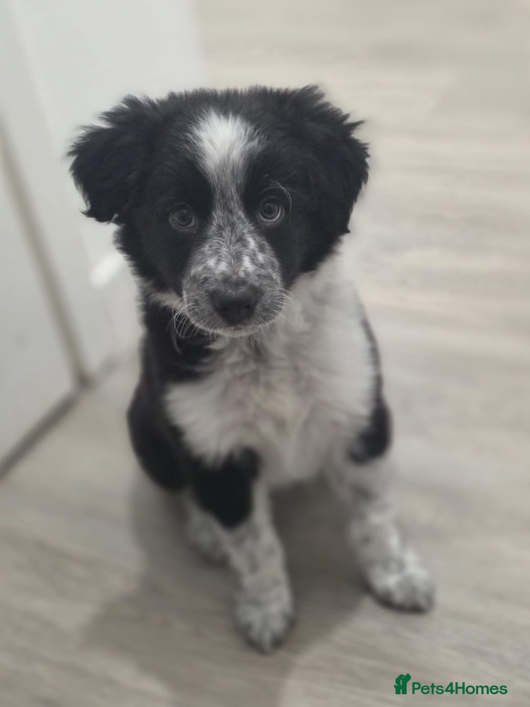 Border Collie dogs for sale: One stunning girl left quick ❤️❤️ - Image 2
