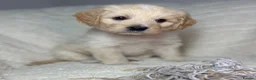 Australian Labradoodle dogs for sale: Multigen Australian Labradoodle x Goldendoodle - Advert 18