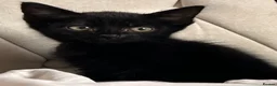 Mixed Breed cats for sale: half maine coon kittens🤍 - Advert 7