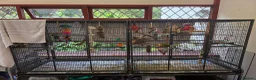 Conures birds for sale: Pair of conures and double flight cage in Aberdare - Advert 3