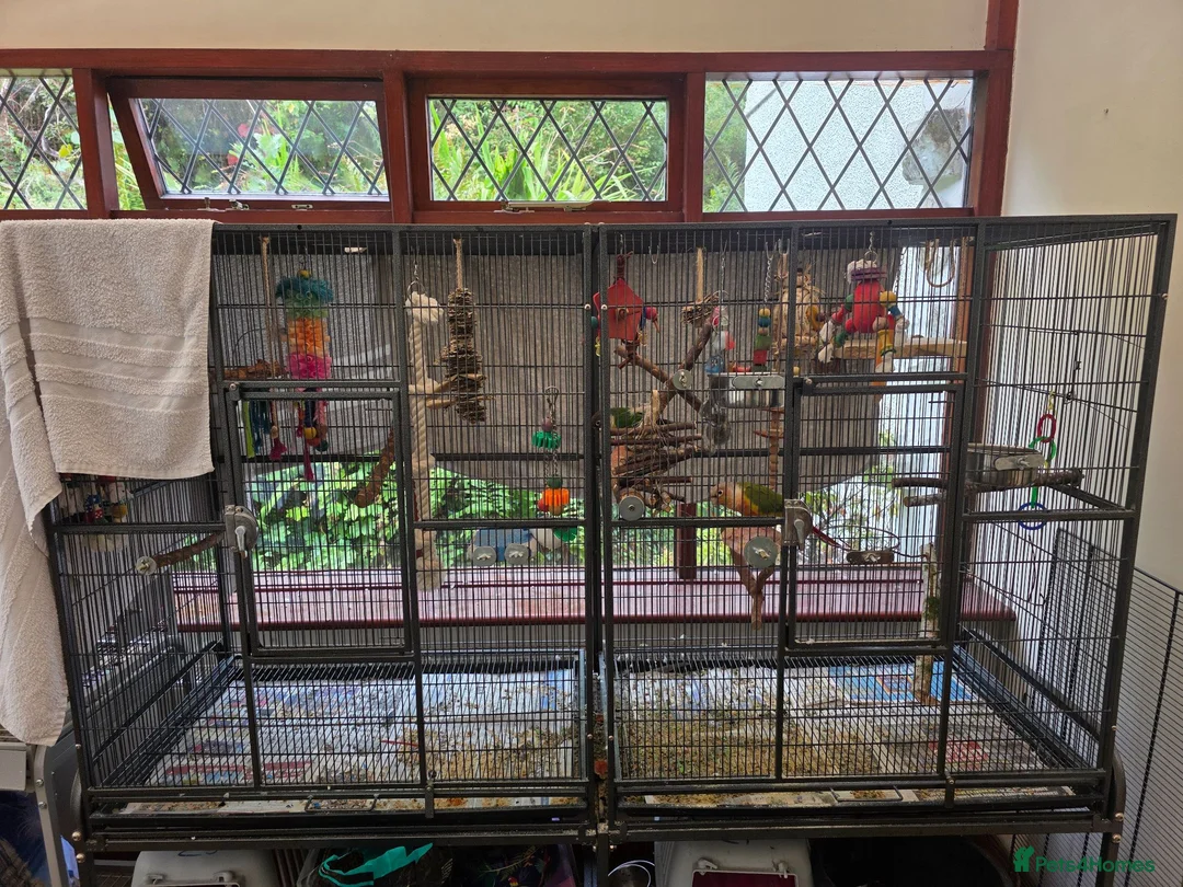 Conures birds for sale: Pair of conures and double flight cage in Aberdare - Advert 3
