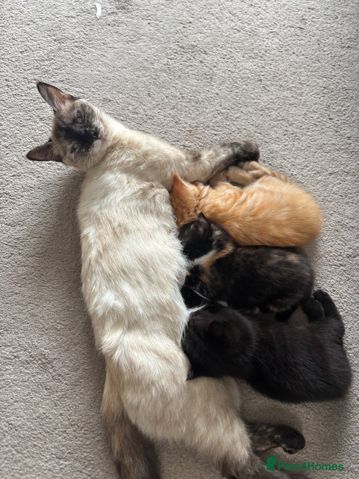 Mixed Breed cats Mixed breed kittens for sale  - Advert 1