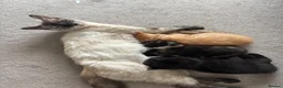 Mixed Breed cats for sale: Mixed breed kittens for sale  in Egham - Advert 1