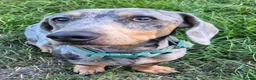 Miniature Dachshund dogs for sale: Stunning 18mth old male - Advert 3