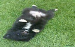 Pomeranian dogs for sale: Pomeranian fox boy dew to home falling through  in Worksop - Image 12