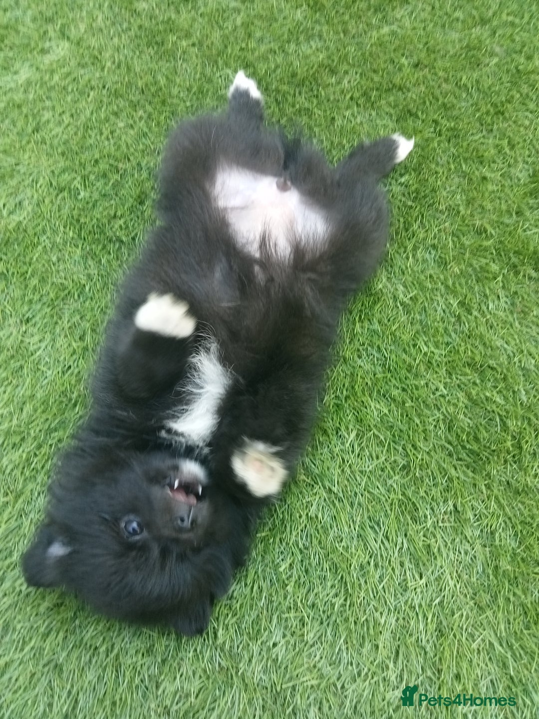 Pomeranian dogs for sale: Pomeranian fox boy dew to home falling through  in Worksop - Image 12