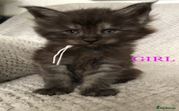 Maine Coon cats for sale: MaineCoon Kittens For Sale Black Smoke - Image 33