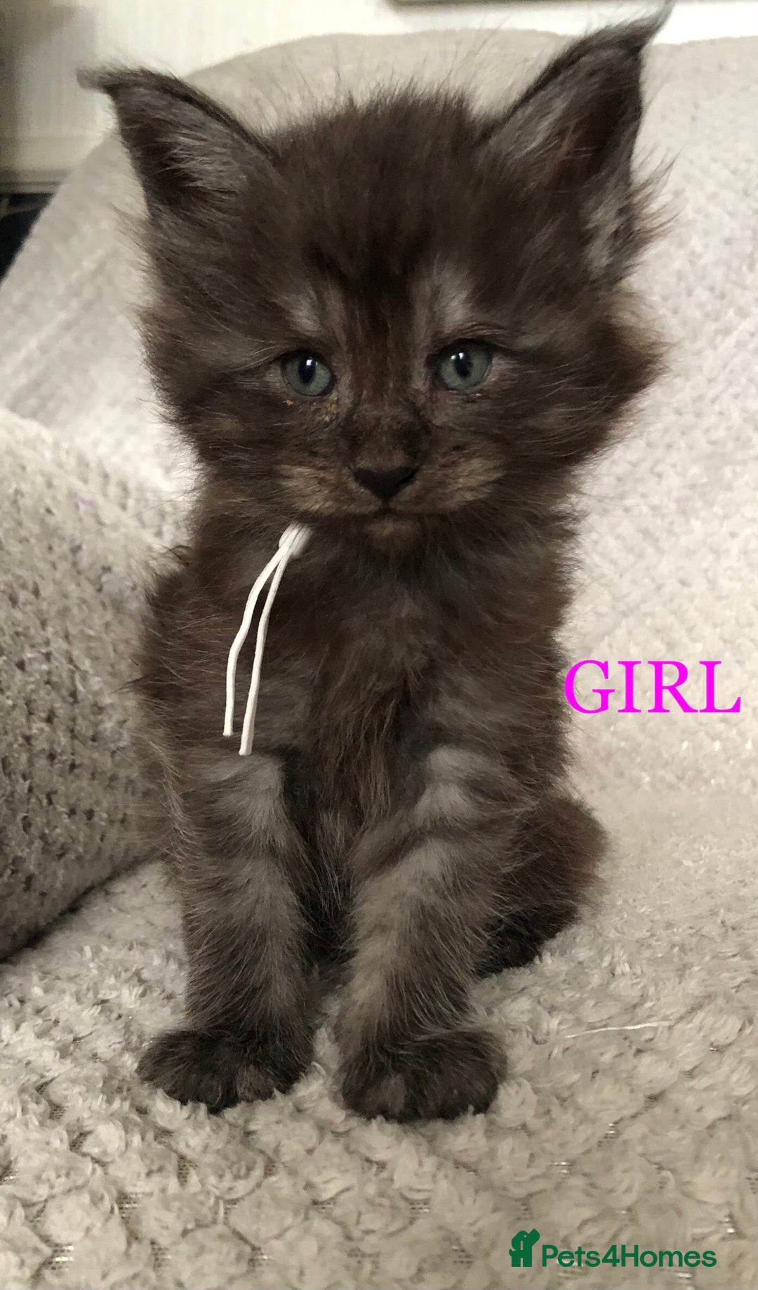 Maine Coon cats for sale: MaineCoon Kittens For Sale Black Smoke - Image 33