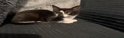 Domestic Shorthair cats for sale: Two beautiful rescue kittens - Advert 7