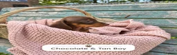 Miniature Dachshund dogs for sale: Miniature Dachshund Boys and Girl - Advert 27