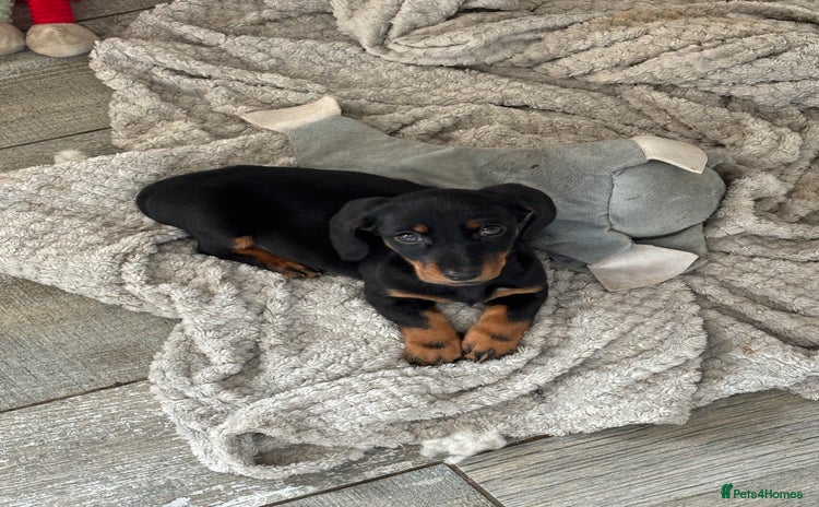 Dachshund dogs - Advert 1