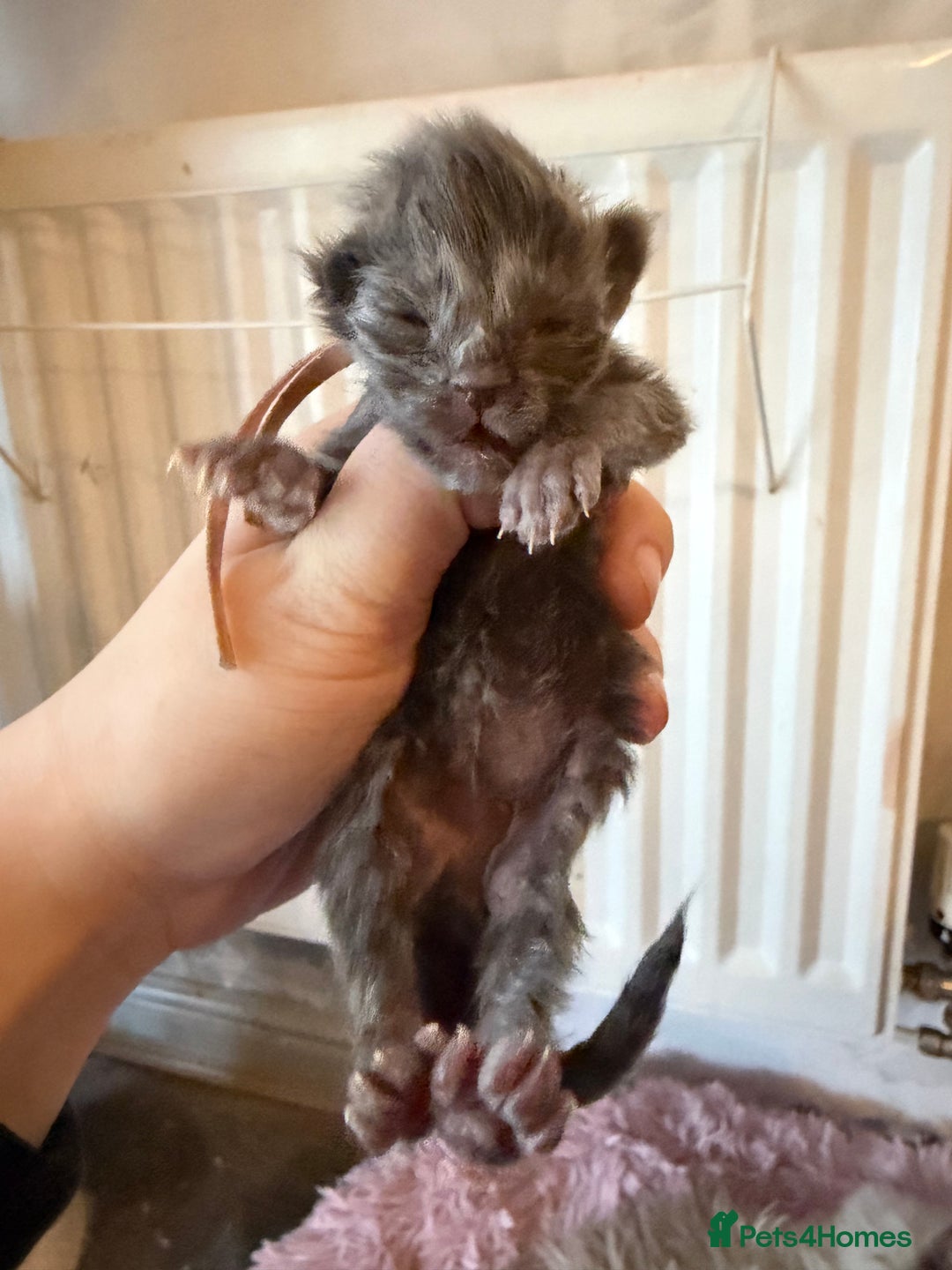 Ragcoon cats for sale: 6 beautiful Ragdoll X Maine coon kittens  - Advert 2