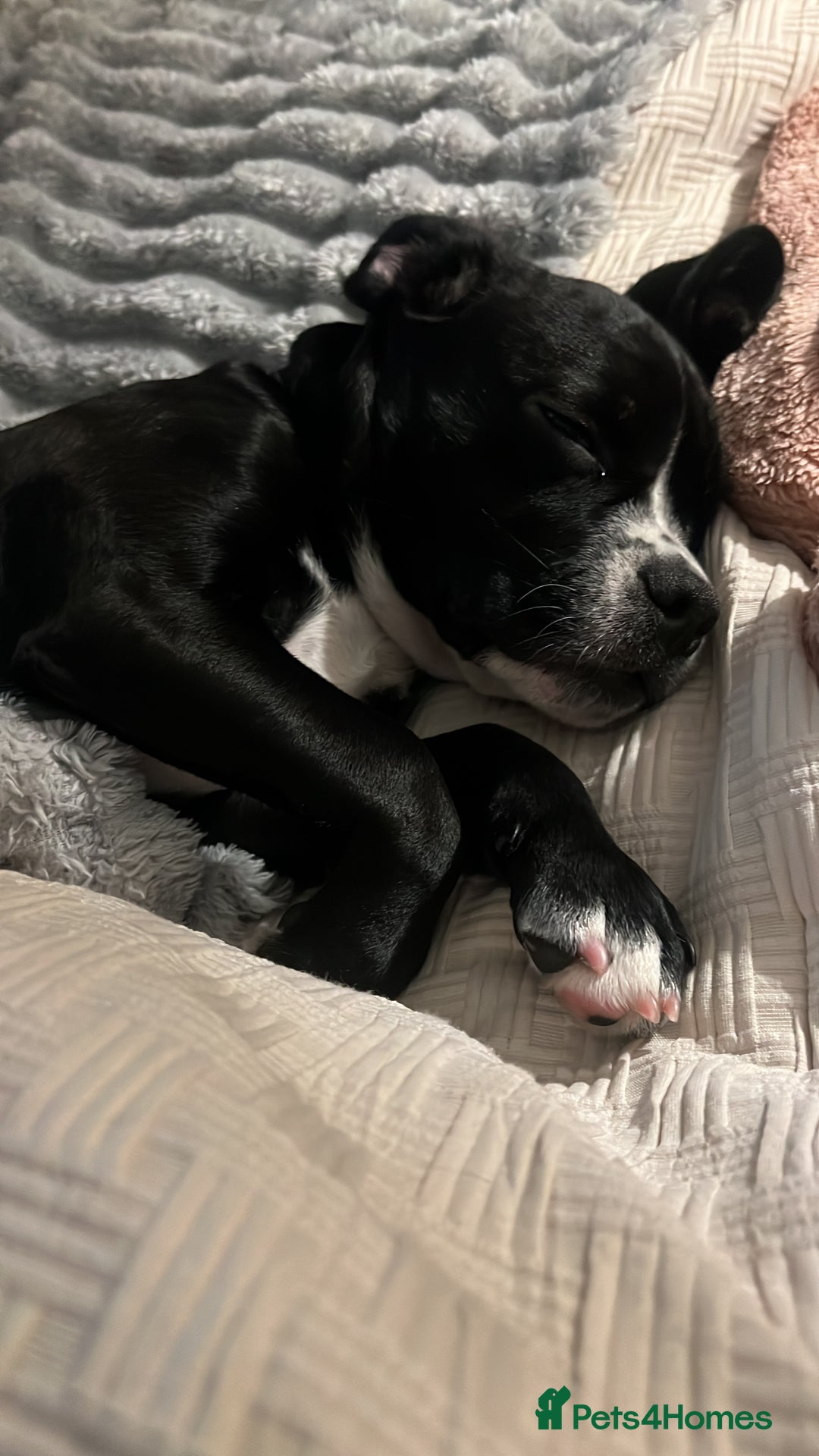 Mixed Breed dogs for sale: Female cocker bull  - Advert 8