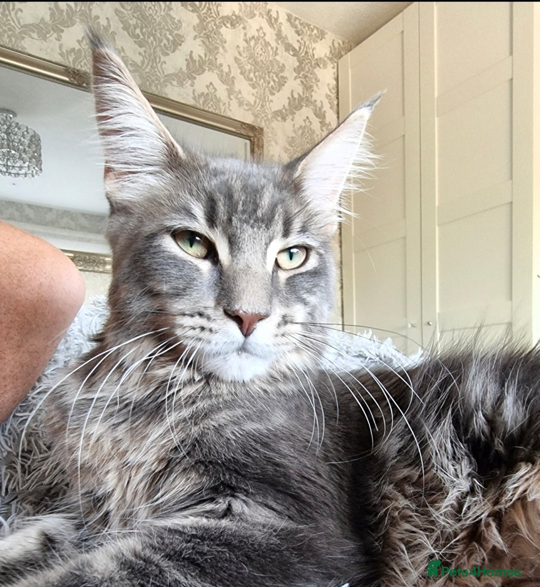Maine Coon cats for sale: 4 Maine Coons (Mum, Dad, Son amd Daughter) - Image 4