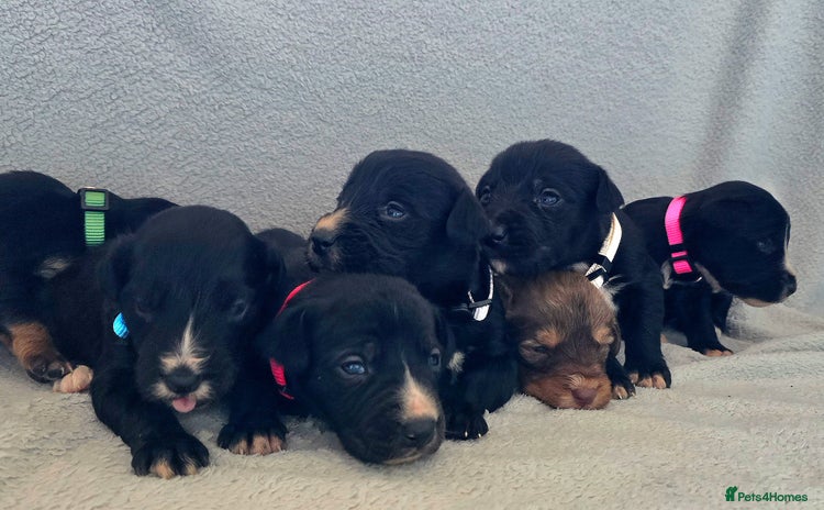 Jackapoo dogs Beautiful jackapoo puppies  - Advert 1