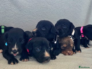 Jackapoo dogs Beautiful jackapoo puppies - Advert 1