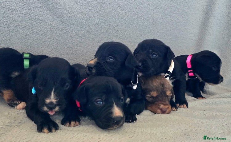 Jackapoo dogs Beautiful jackapoo puppies - Advert 1