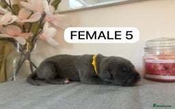 Mixed Breed dogs for sale: Italian Mastiff puppies available  - Image 11