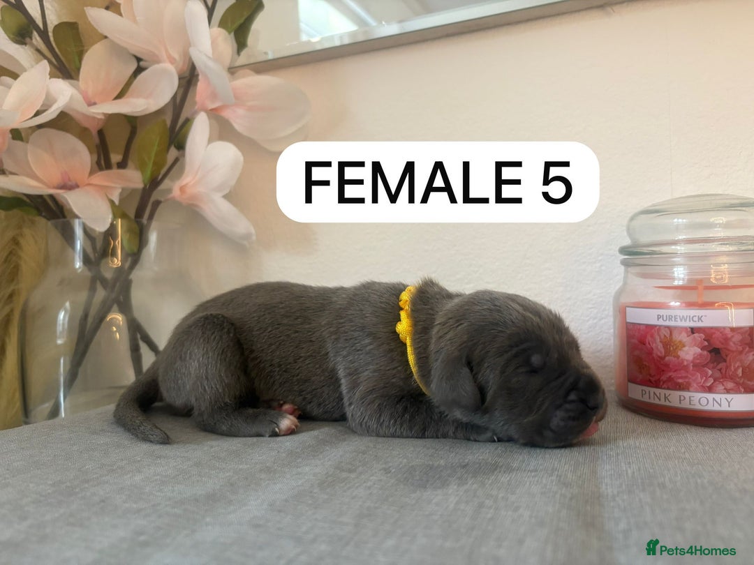 Mixed Breed dogs for sale: Italian Mastiff puppies available  - Image 11