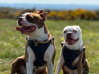 Boston Terrier dogs Boston Terrier Stud - Advert 15