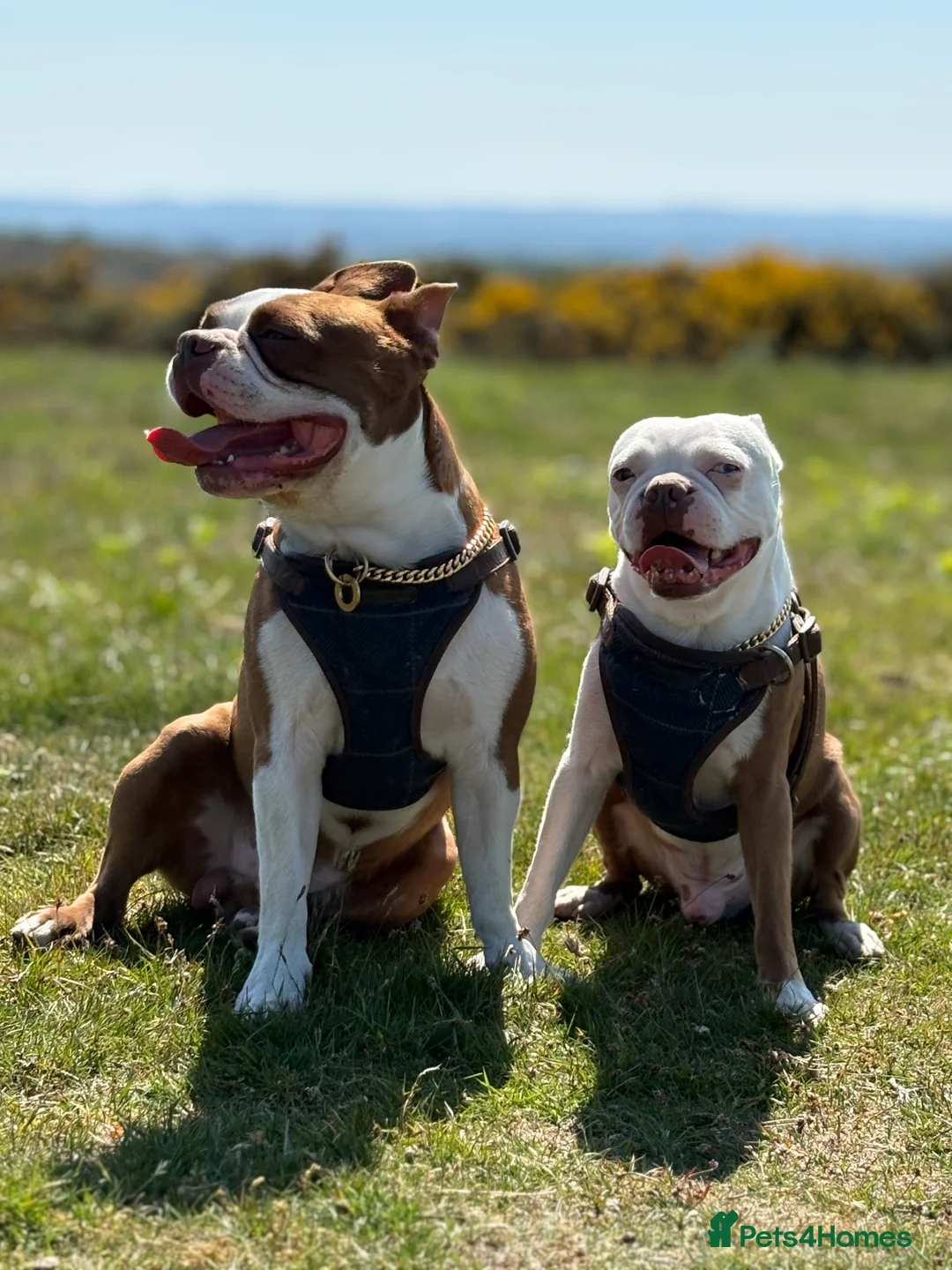 Boston Terrier dogs for stud: Boston Terrier Stud - Advert 1