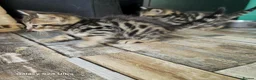 Mixed Breed cats for sale: Adorable Bengal x Shorthair Kittens  - Advert 11
