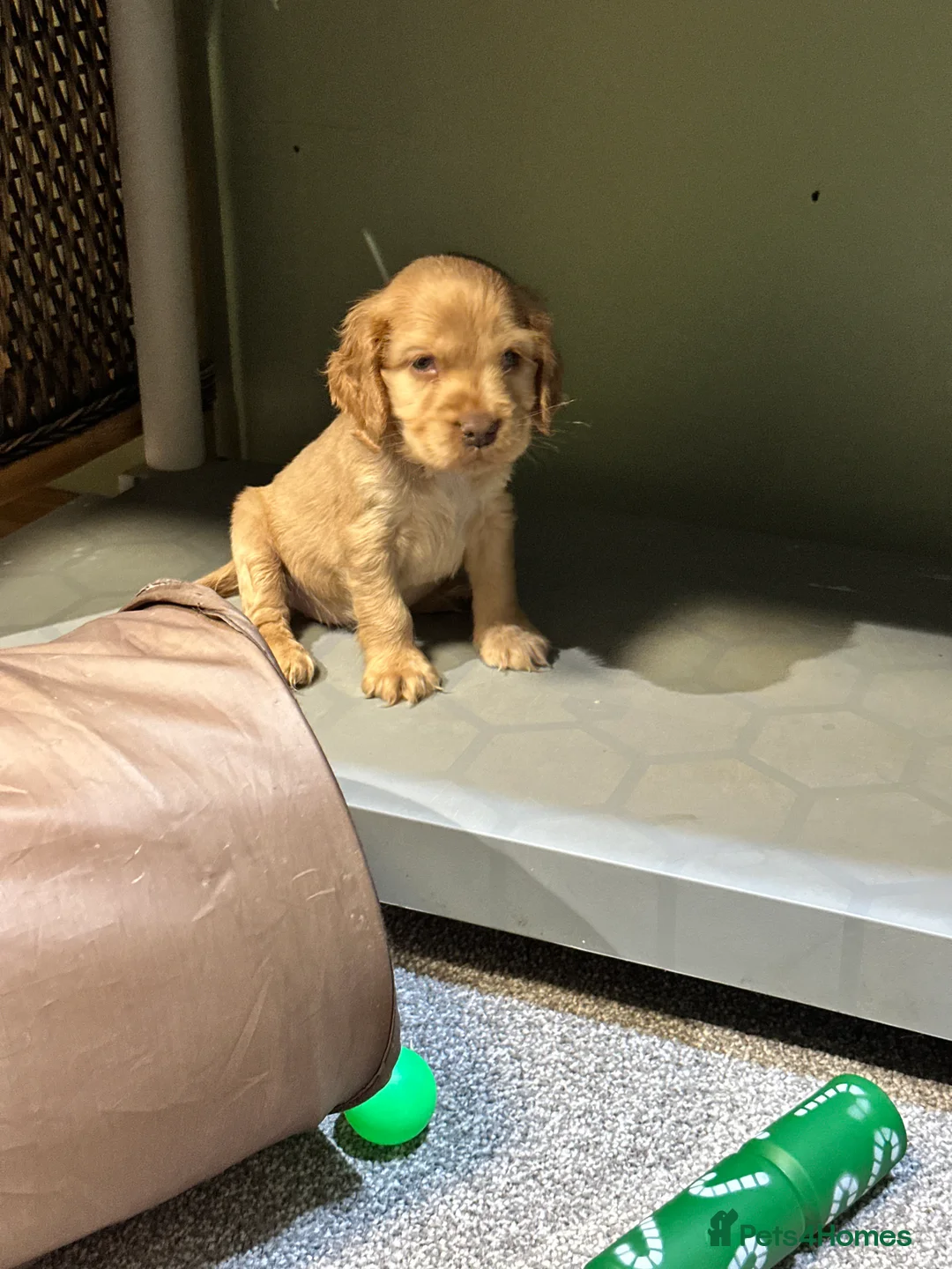 Cocker Spaniel dogs for sale: Beautiful show type chocolate and gold girls - Advert 15