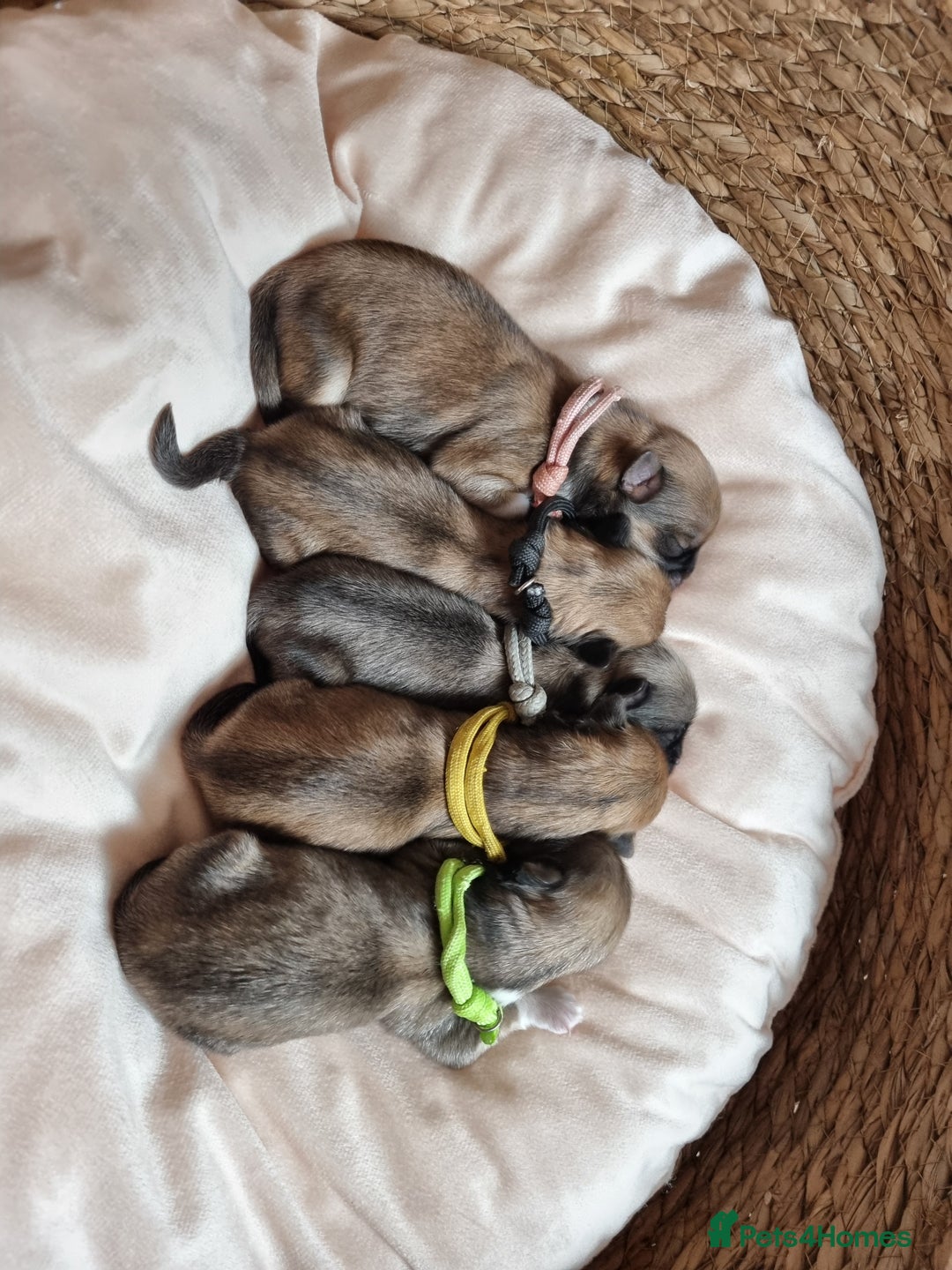 Lhasa Apso dogs for sale: Pure bred Lhasa Apso puppies  - Image 2