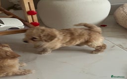 Cockapoo dogs for sale: stunning litter of cockapoo puppies  - Image 9