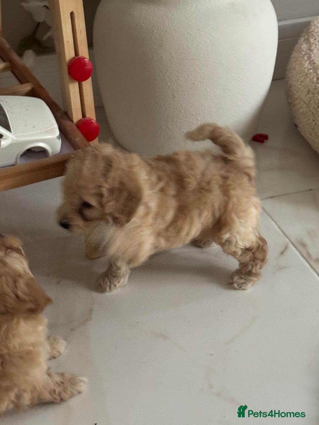 Cockapoo dogs for sale: stunning litter of cockapoo puppies  - Image 9