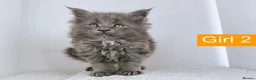 Maine Coon cats for sale: DNA health tested Maine coon kittens  - Advert 10